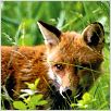 Der Fuchs und das Mädchen : photo Luc Jacquet