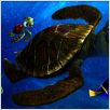Findet Nemo : Bild
