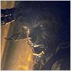 The Wolfman : photo Benicio Del Toro, Joe Johnston