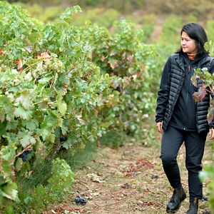 Das Land Der Tausend Weine Dokumentarfilm Filmstarts De