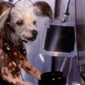 Cats Dogs Die Rache Der Kitty Kahlohr Besetzung Cats Dogs Die Rache Der Kitty Kahlohr Besetzung