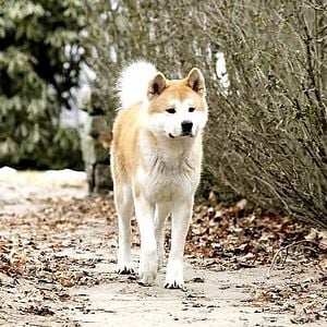 Hachiko Eine Wunderbare Freundschaft Film Filmstarts De