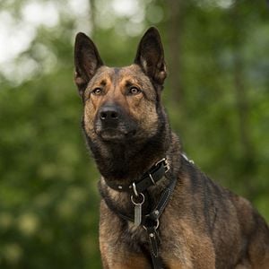 Max - Agent Auf Vier Pfoten Max - Agent Auf Vier Pfoten