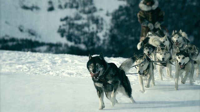 Kritik Zu Togo Der Schlittenhund Das Heldenhafteste Tier Aller Zeiten Gibt S Auf Disney Filmstarts De