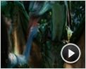 Avatar - Aufbruch nach Pandora Videoauszug (4) DF
