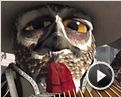 Rango Teaser OV