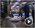 Sushi - The Global Catch Trailer OV