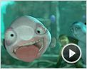 Sammys Abenteuer 2 Videoclip DF
