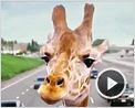 Hangover 3 Trailer (6) OV