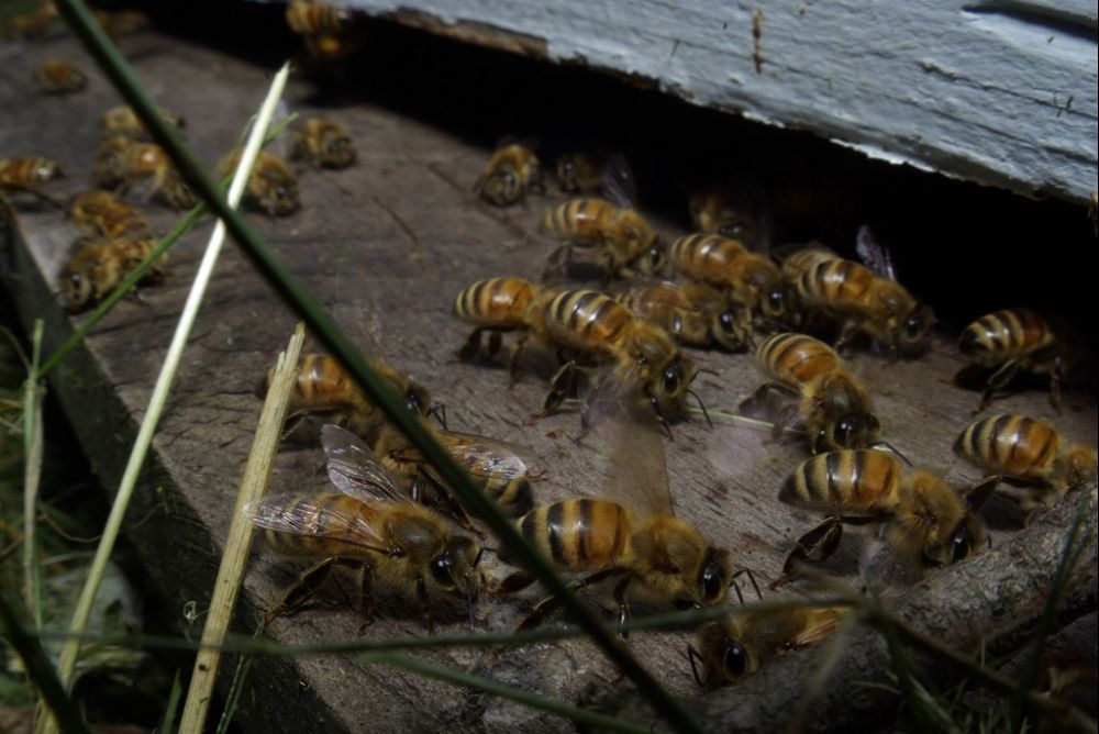 Foto Zum Film Bienen Himmelsvolk In Gefahr Bild Auf Filmstarts De