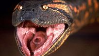 Neuer "Anaconda" soll wie "Meg" werden (aber leider wohl ohne Jason Statham) Neuer "Anaconda" soll wie "Meg" werden (aber leider wohl ohne Jason Statham)