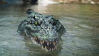 Da schlottern sogar King Kong die Knie: Deutscher Trailer zum Monster-Horror "Crocodile Island" Da schlottern sogar King Kong die Knie: Deutscher Trailer zum Monster-Horror "Crocodile Island"