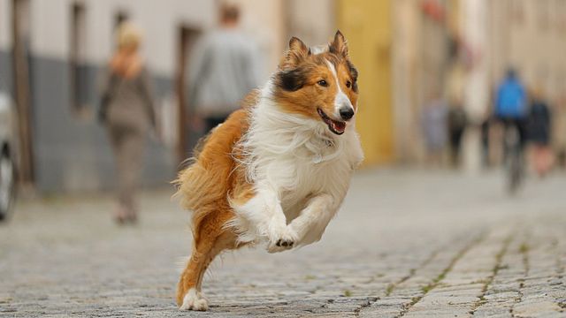 Lassie - Eine abenteuerliche Reise Trailer DF