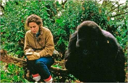 Gorillas Im Nebel - Die Geschichte Der Dian Fossey [1988]