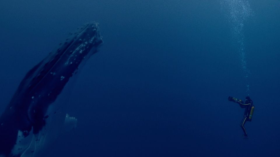 Jacques Entdecker Der Ozeane