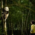 Bilder Moon the Panda