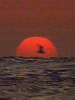 Poster der Israel Palestina i svensk tv 1958-1989