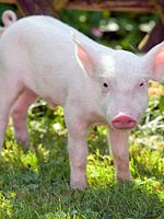 Bild von Rennschwein Rudi Rüssel