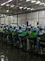 Poster der Asparragos