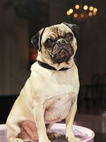 Poster der Molly & Mops: Das Leben ist kein Gugelhupf