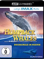 Poster der Humpback Whales - Buckelwale im Pazifik