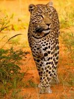 Poster der The Last Wild