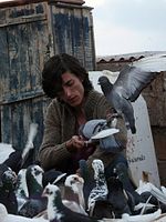 Poster der Güvercin