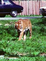 Poster der Après le volcan