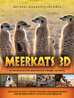 Poster der Meerkats