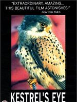 Poster der Das Auge des Falken