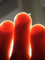 Poster der Animal Indireto