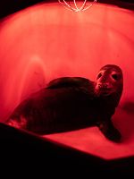 Poster der Fra det vilde hav