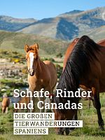 Poster der Schafe, Rinder und Canadas - Die großen Tierwanderungen Spaniens