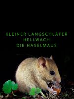 Poster der Kleiner Langschläfer hellwach - Die Haselmaus