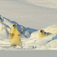 Bilder Ice 