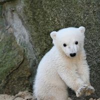Bilder  Knut