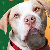 Bilder Hercules Rossi