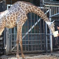 Bilder Ahmad Bayatra