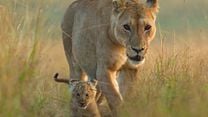 Bild von Lion – Die Löwen-Saga Trailer DF