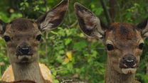 Bild von Bambi - Eine Lebensgeschichte aus dem Wald Trailer OV