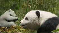 Bild von Panda Plan 2: The Magical Tribe Trailer (2) OmeU
