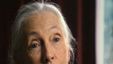 Bild von Jane's Journey - Die Lebensreise der Jane Goodall Trailer DF