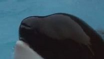 Bild von Free Willy - Ruf der Freiheit Trailer OV