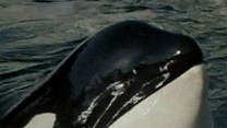 Bild von Orca, der Killerwal Trailer OV