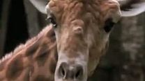 Bild von Die Nacht der Giraffe Trailer DF
