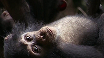 Bild von Schimpansen Trailer (2) DF