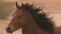 Bild von Wild Horse, Wild Ride Trailer OV