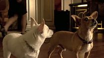 Bild von Beverly Hills Chihuahua 3 Trailer OV