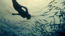 Bild von Walking Under Water Trailer OV