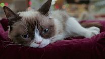 Bild von Grumpy Cat’s miesestes Weihnachtsfest ever Trailer (2) OV